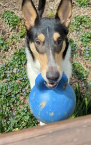 Collie holding ball